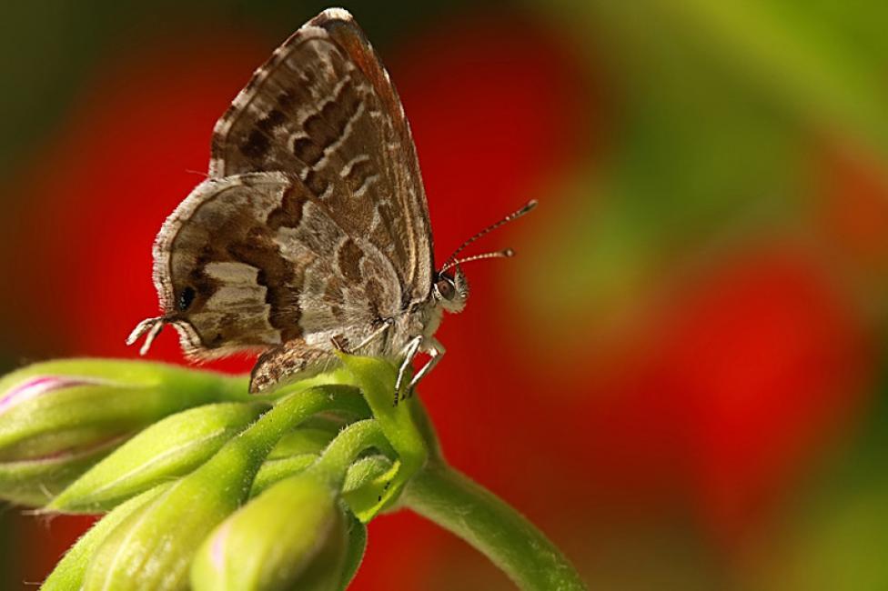 Colonizadora (Cacyreus marshalli)